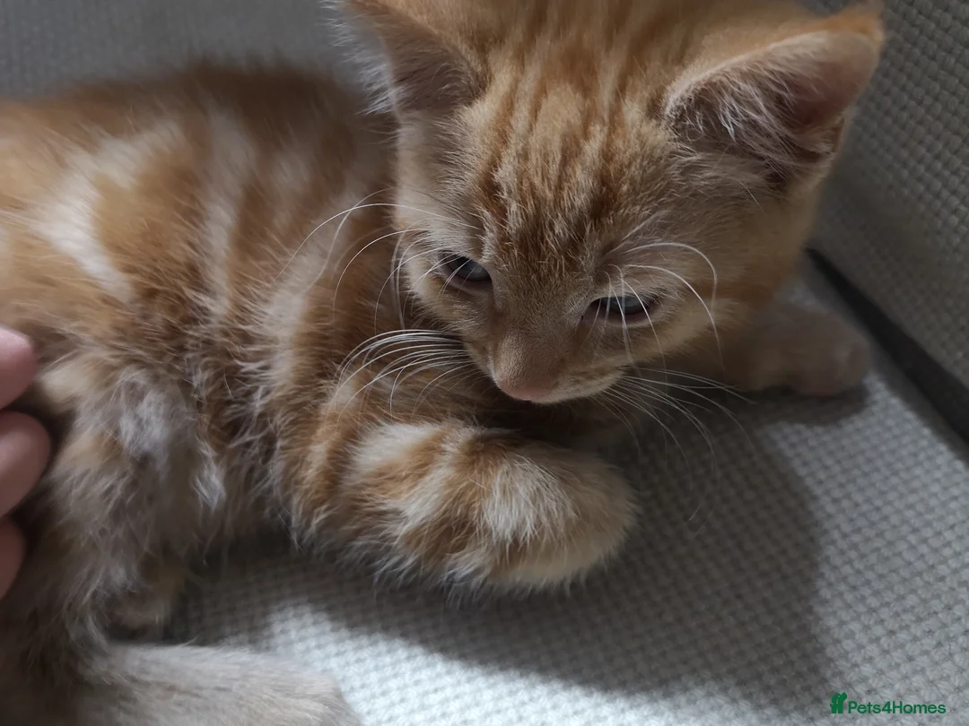 Mixed Breed cats for sale: Beautiful kitten looking for new home - Advert 4