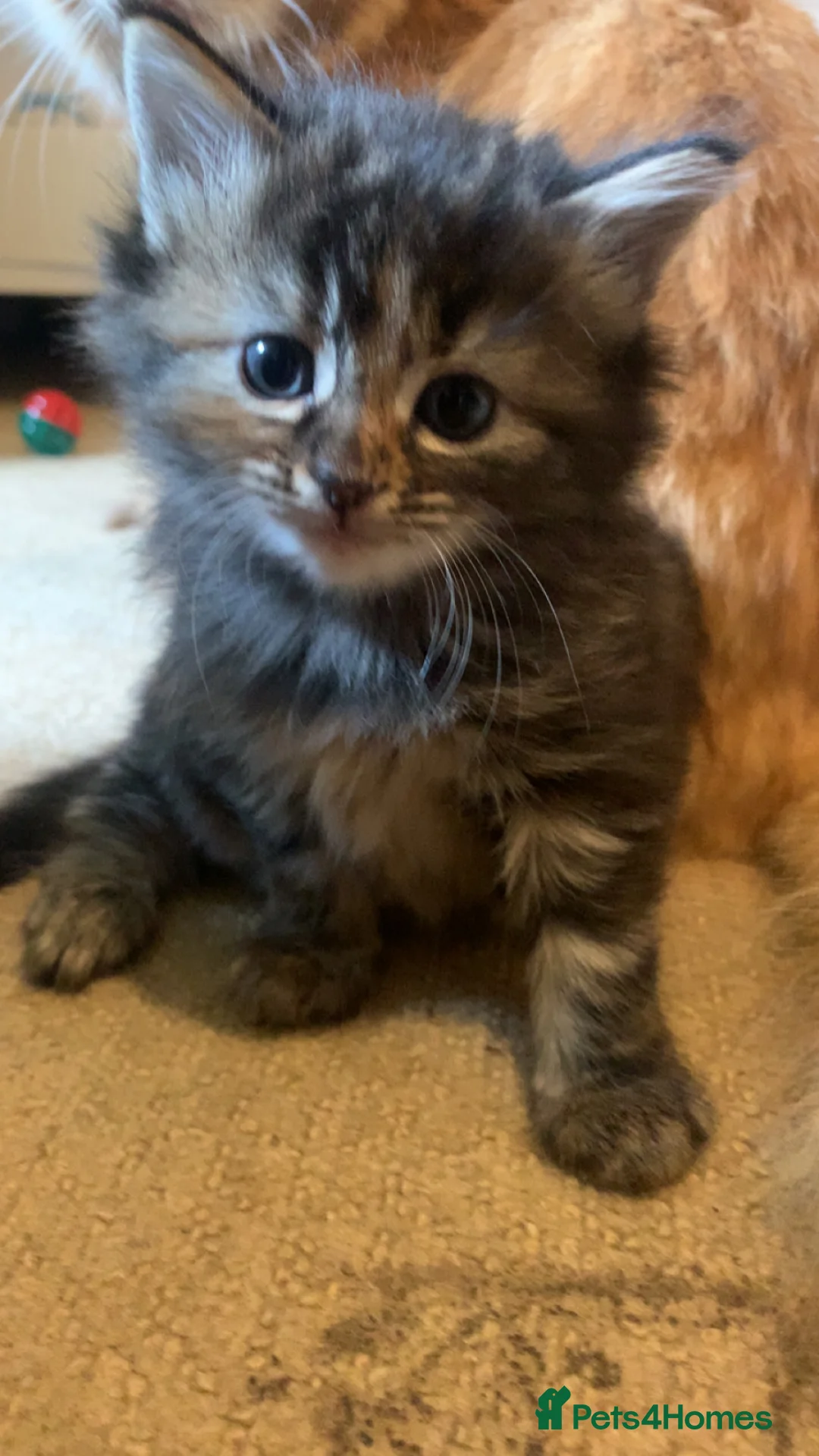 Mixed Breed cats for sale: 7kittens wanting there forever home - Advert 11