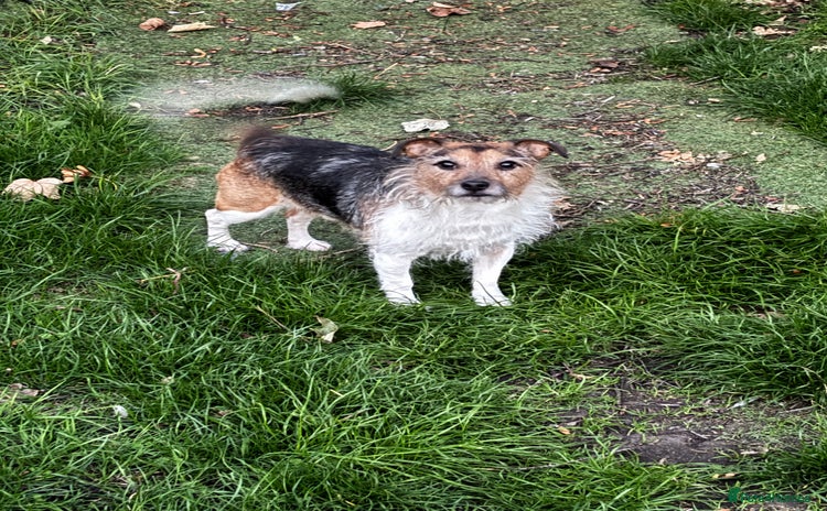 Jack Russell dogs - Advert 2