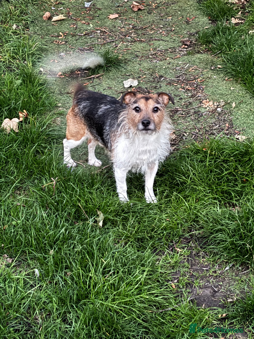 Jack Russell dogs for sale: Male jack russell  - Image 1