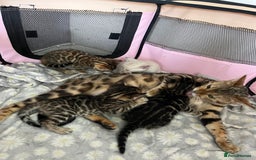 Bengal cats for sale: Baby bengals - Image 8