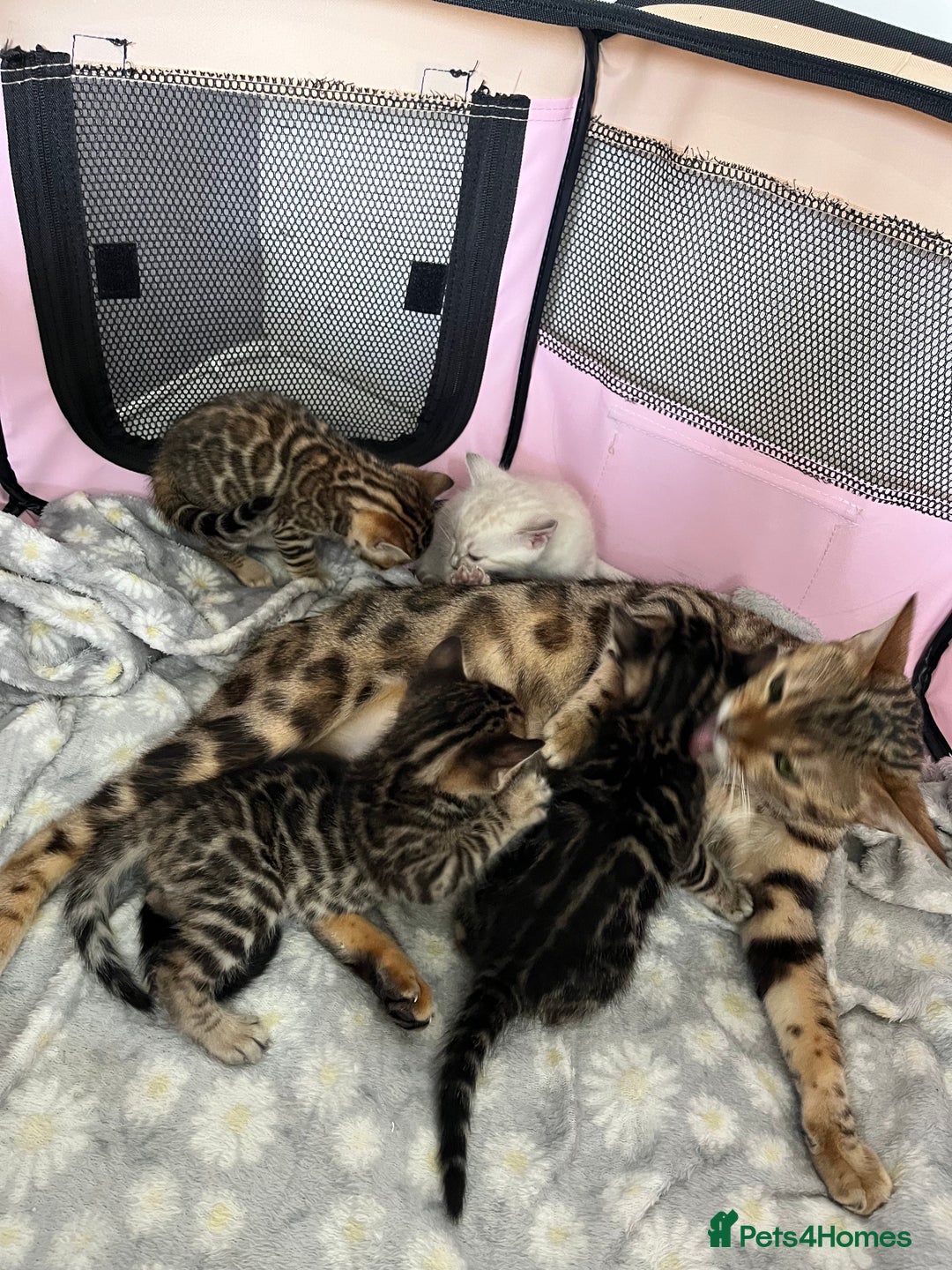 Bengal cats for sale: Baby bengals - Image 8