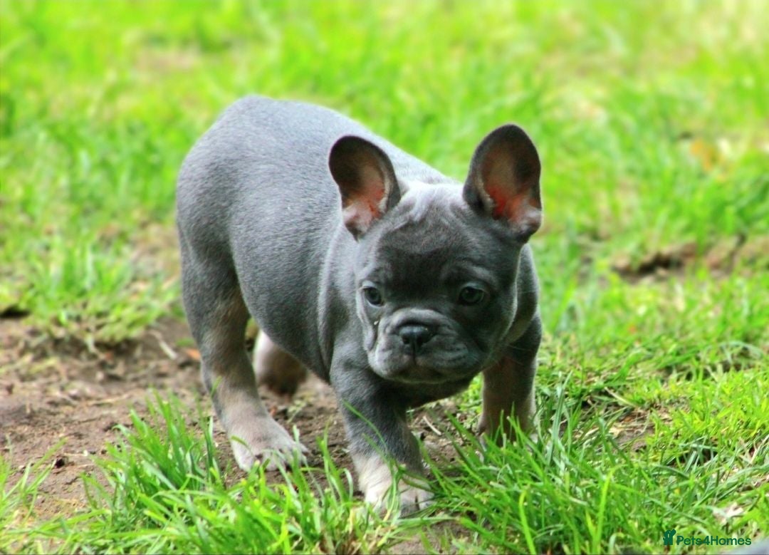 French Bulldog dogs Probably the best litter of Frenchies in the UK - Advert 15