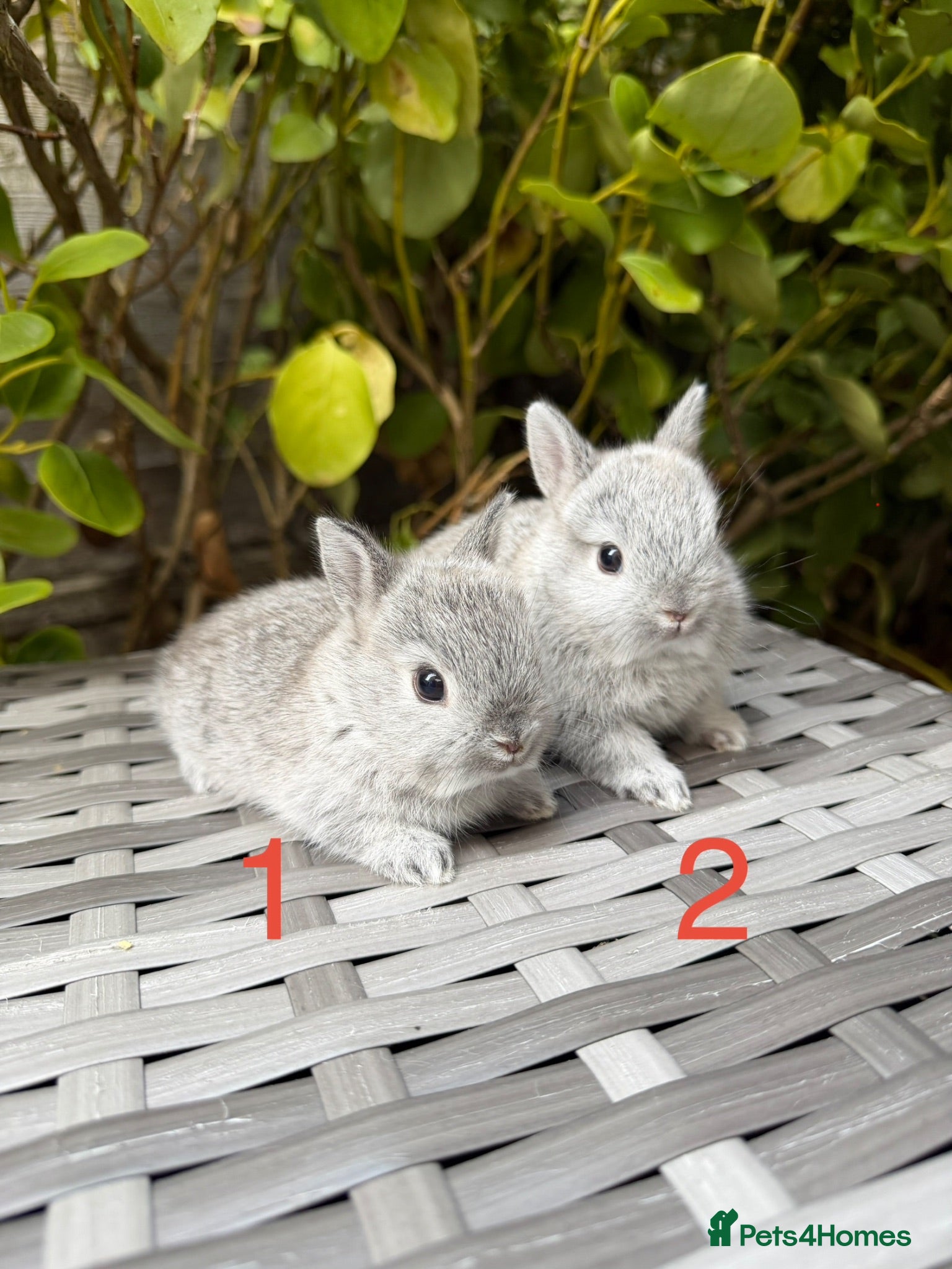 Netherland Dwarf rabbits Purebred Netherland Dwarf - Advert 1