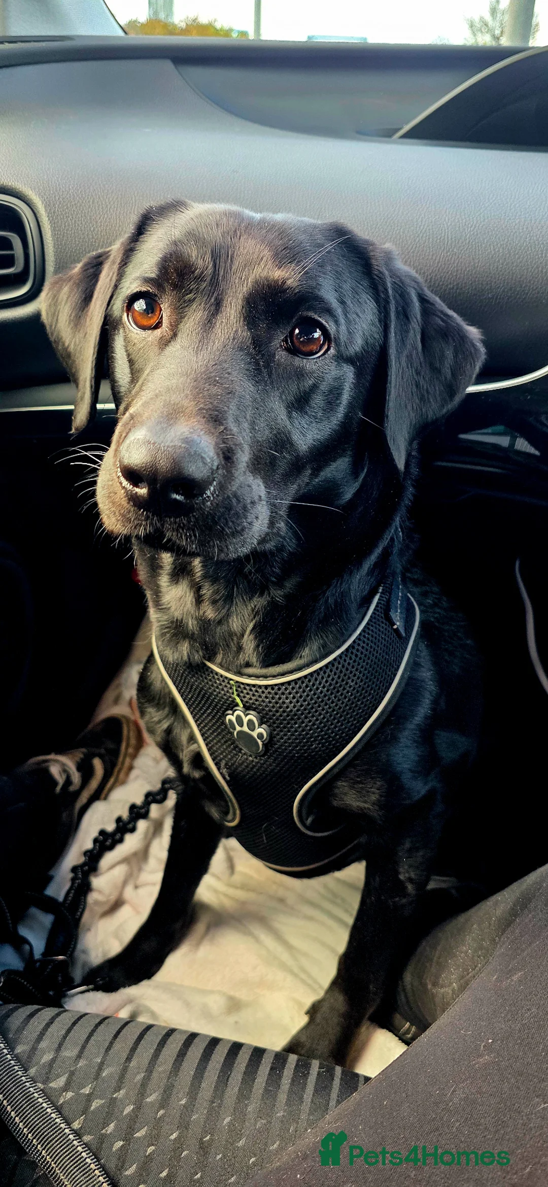 Labrador Retriever dogs for sale: Confirmed pregnancy - registering interest. - Advert 1