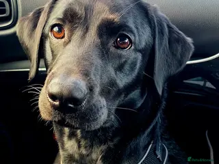 Labrador Retriever dogs Confirmed pregnancy - registering interest. - Advert 1