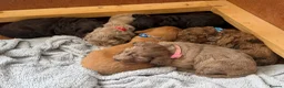 Cockapoo dogs for sale: F2 cockapoo litter  in Bolton - Advert 12