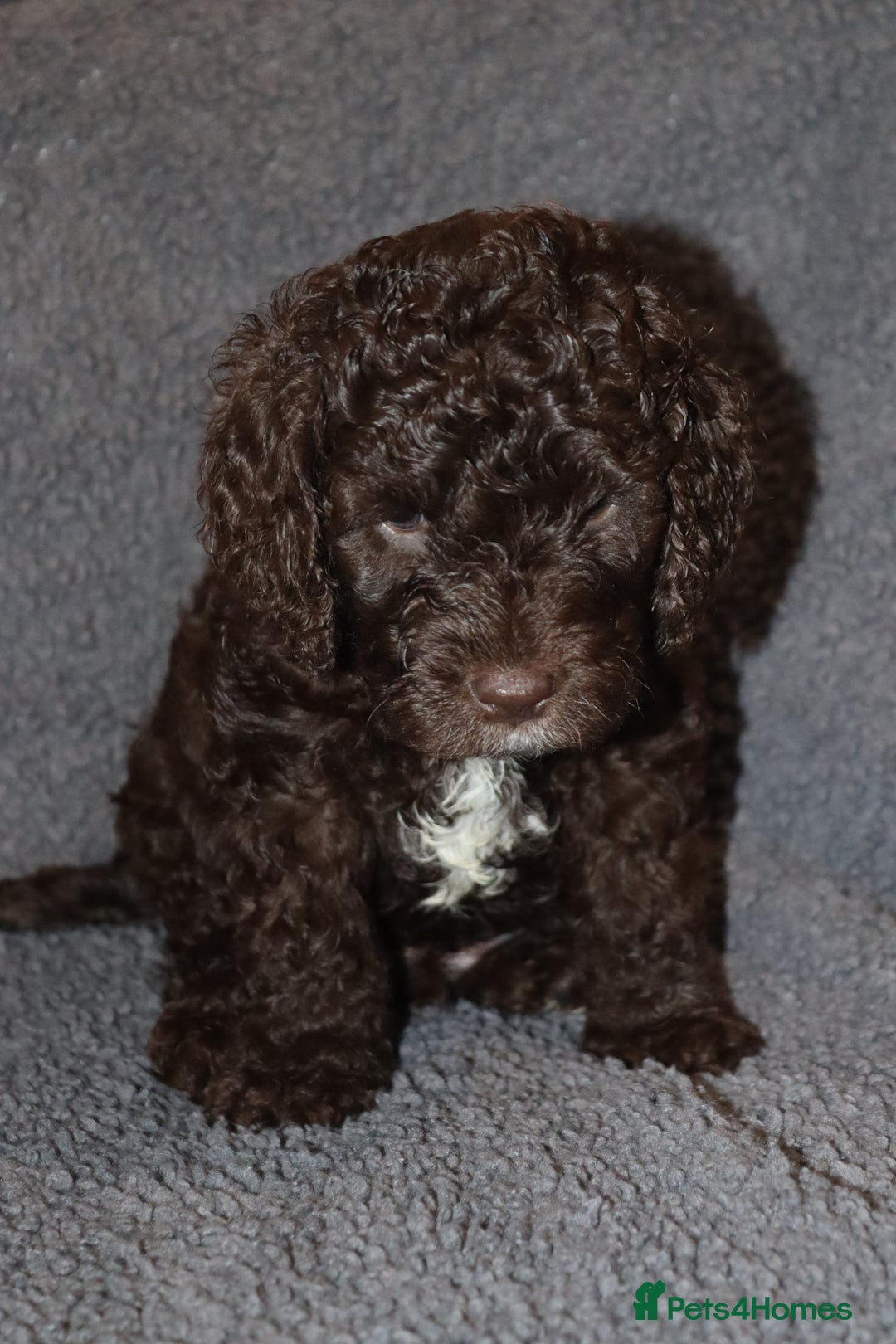 Cockapoo dogs for sale: Adorable Puppies Looking for Their Forever Homes! - Advert 4