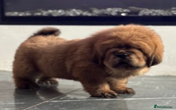 Tibetan Mastiff dogs for sale: Chinese Tibetan mastiff pups  - Image 11