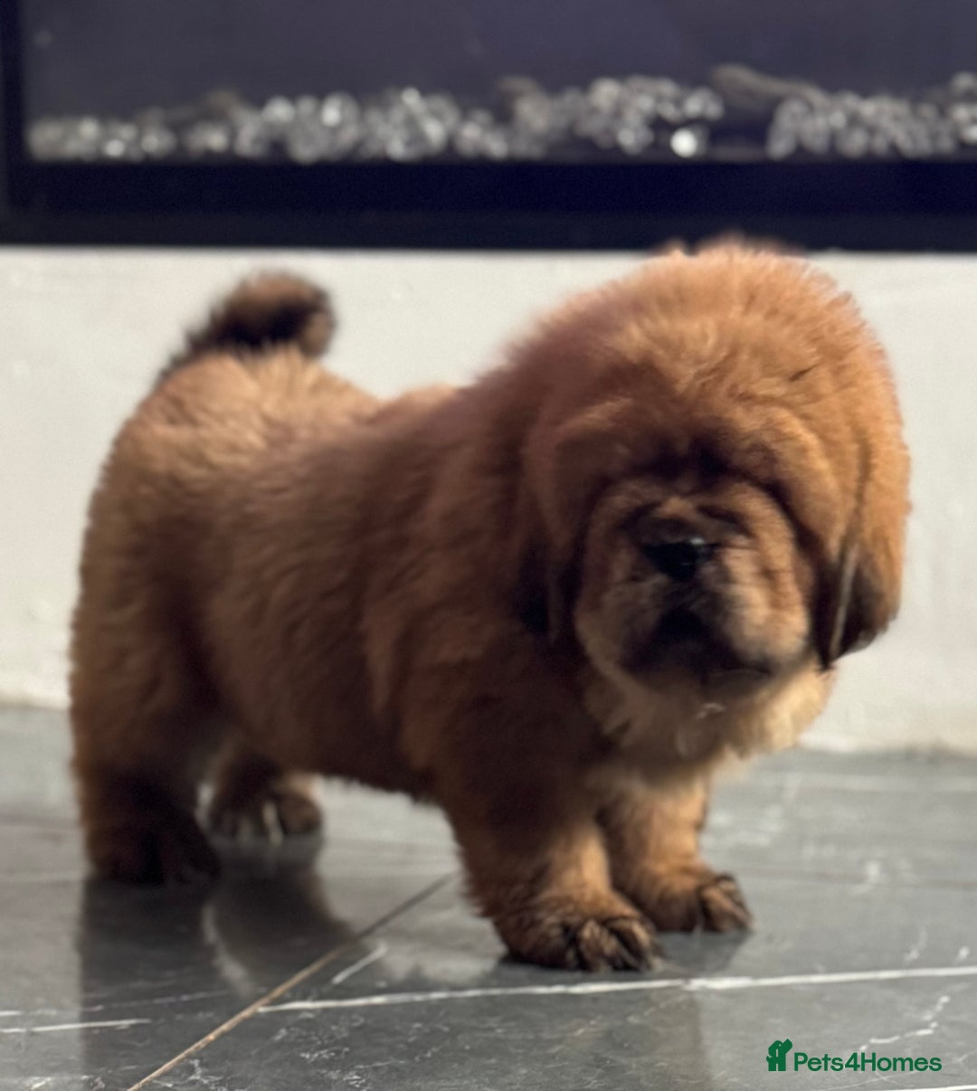Tibetan Mastiff dogs for sale: Chinese Tibetan mastiff pups  - Image 11