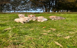 Welsh Corgi Pembroke dogs for sale: Beautiful Registered Pembroke Corgis - Image 9