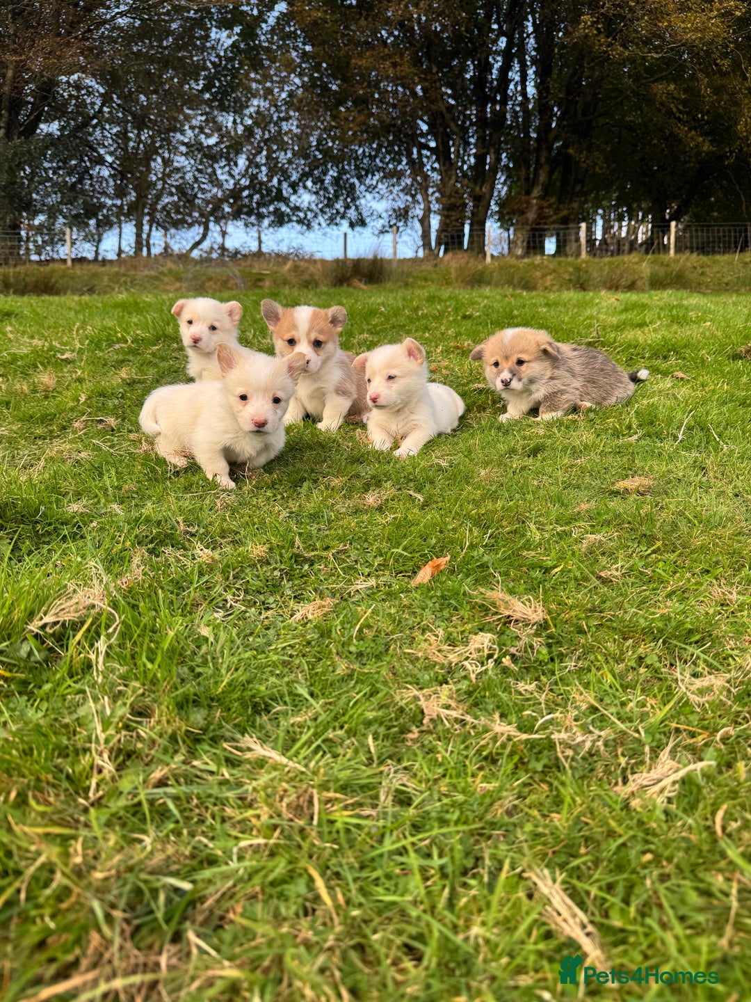 Welsh Corgi Pembroke dogs for sale: Beautiful Registered Pembroke Corgis - Image 9