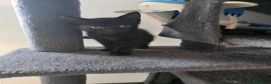Domestic Shorthair 1