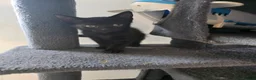 Domestic Shorthair cats for sale: Kittens  in Wednesbury - Advert 5