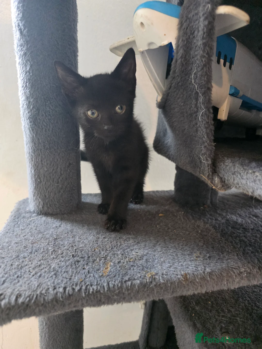 Domestic Shorthair cats for sale: Kittens  in Wednesbury - Advert 5