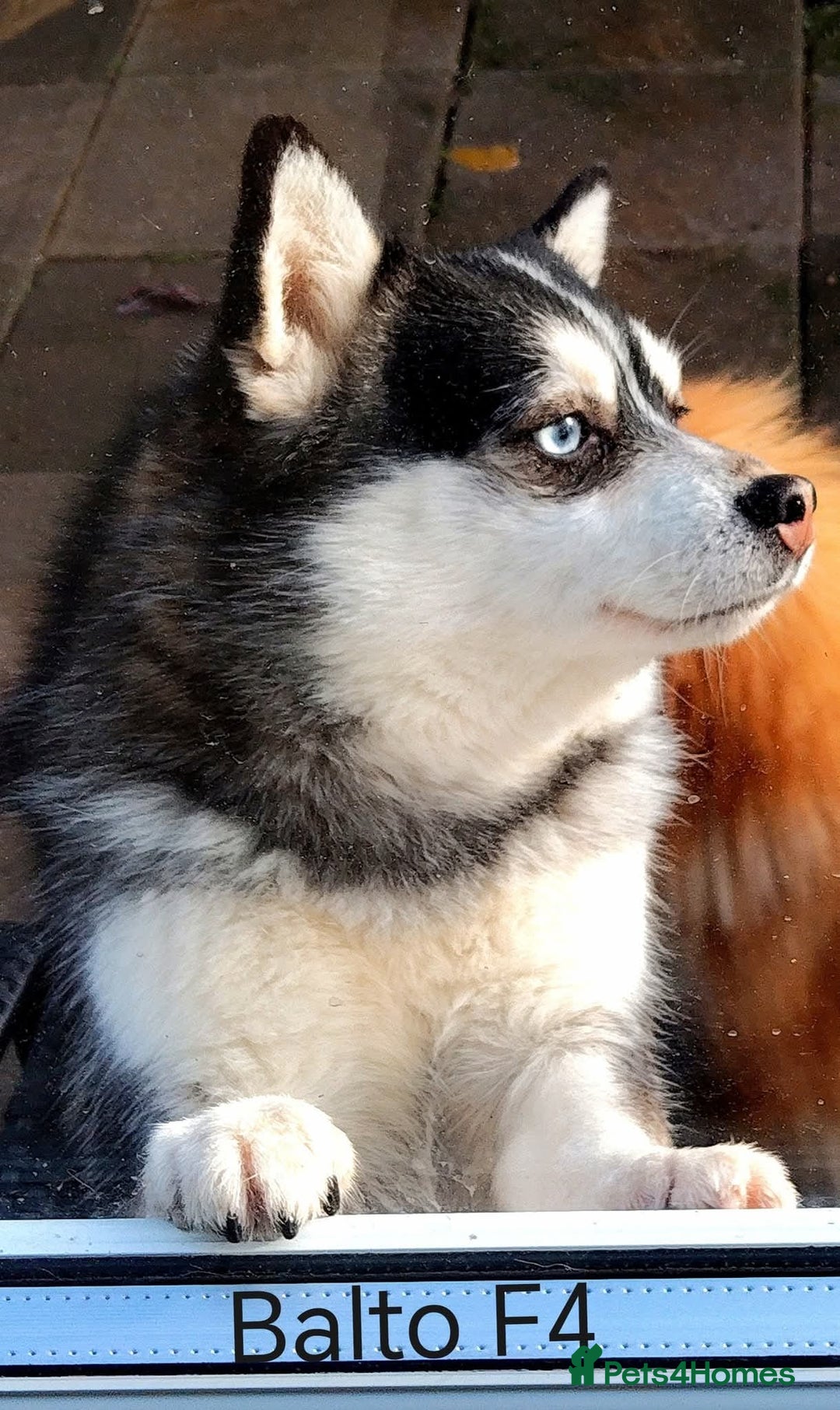 Pomsky dogs for sale: Micro F4 pomsky pups  - Advert 11