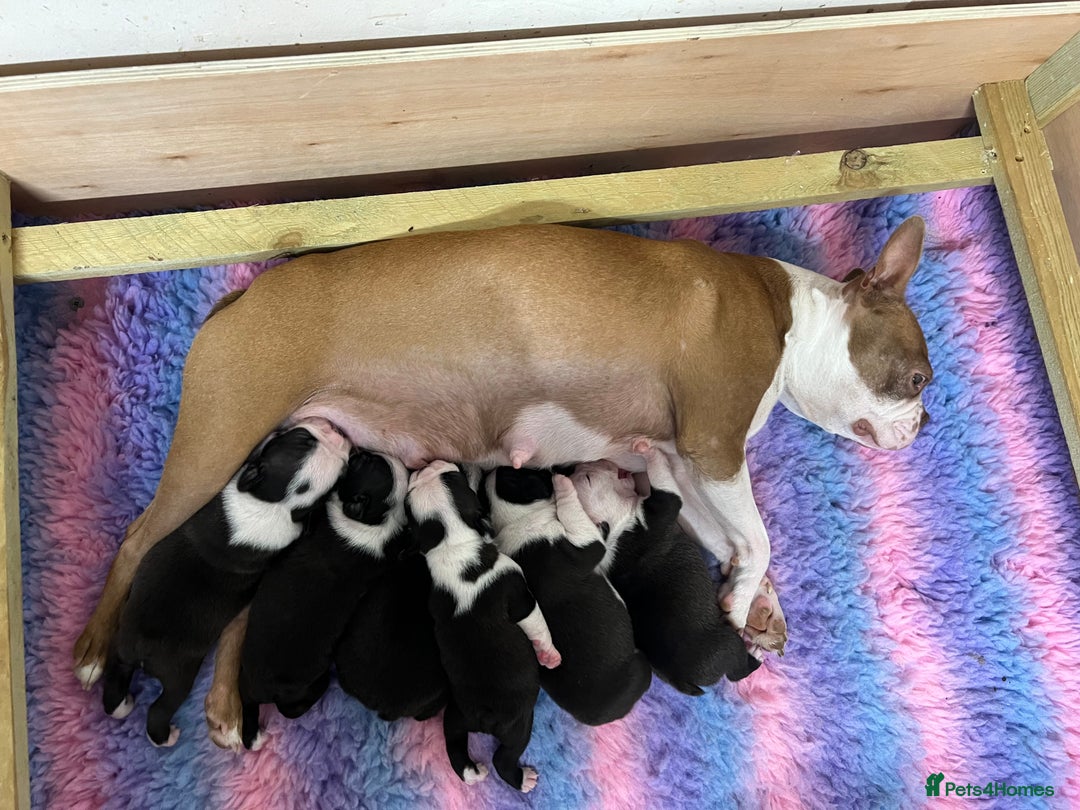 Boston Terrier dogs for sale: Champ bloodline (KC) Boston Terrier pups 💕 - Image 2