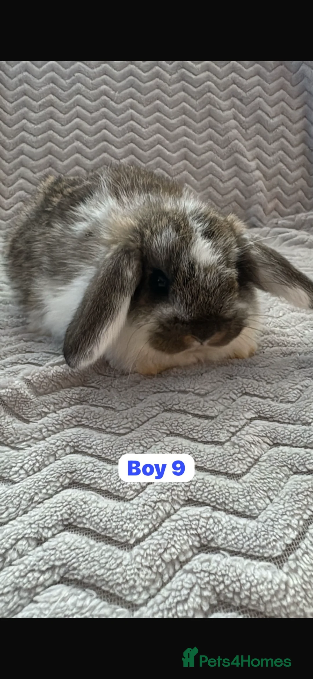 Mini Lop rabbits for sale: ✨READY TO LEAVE NOW- Mini Lops for sale✨ - Advert 10