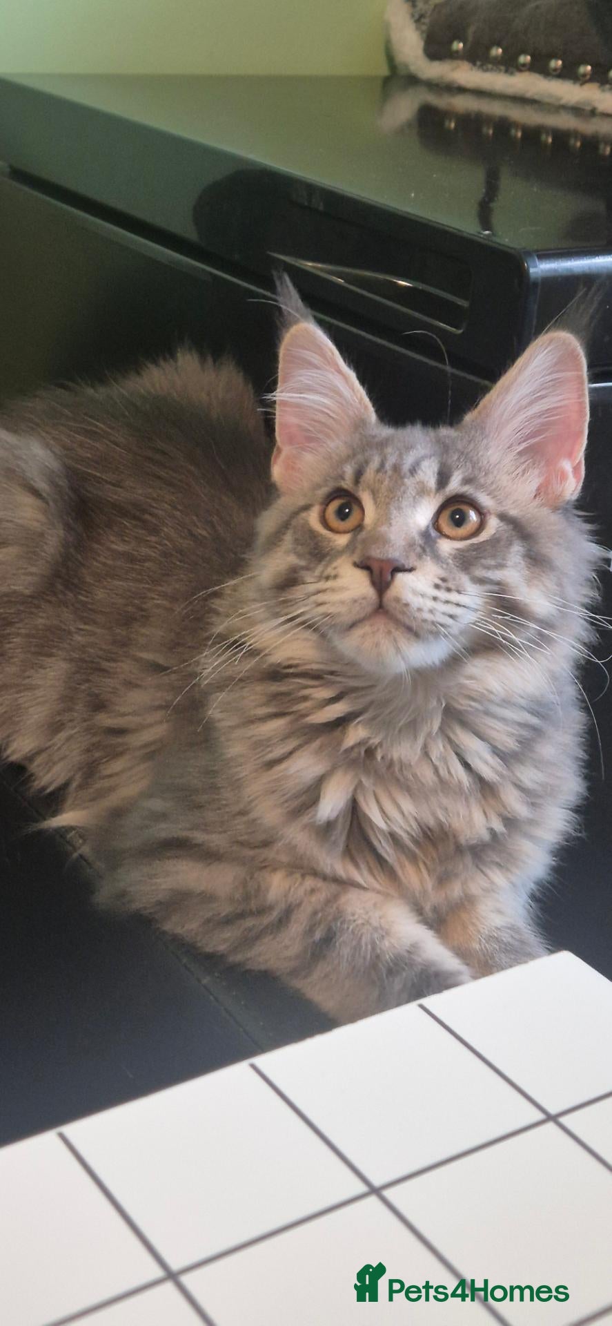 Maine Coon cats for sale: Maine Coon BOY AVAILABLE (Large) NOW - Advert 1