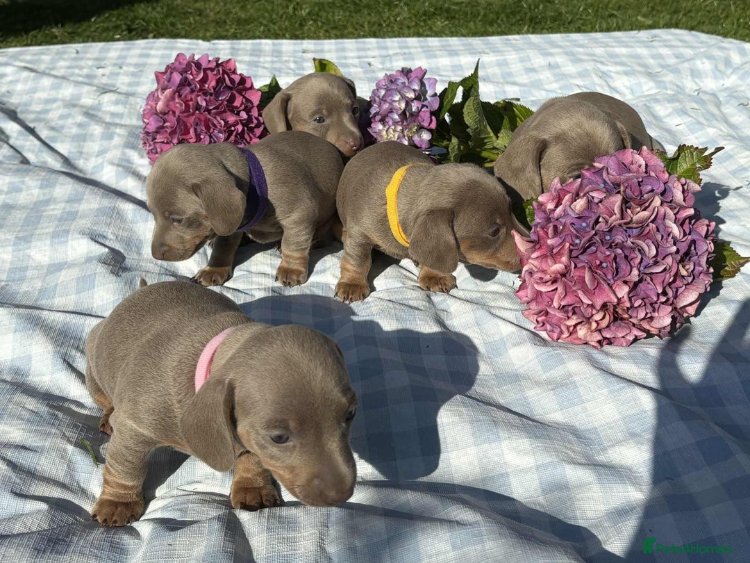 Miniature Dachshund dogs for sale: Miniature Dachshund (Isabella Tan line) - Image 4