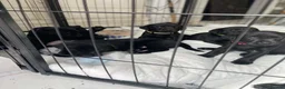 Labrador Retriever dogs for sale: labrador puppies - Advert 10