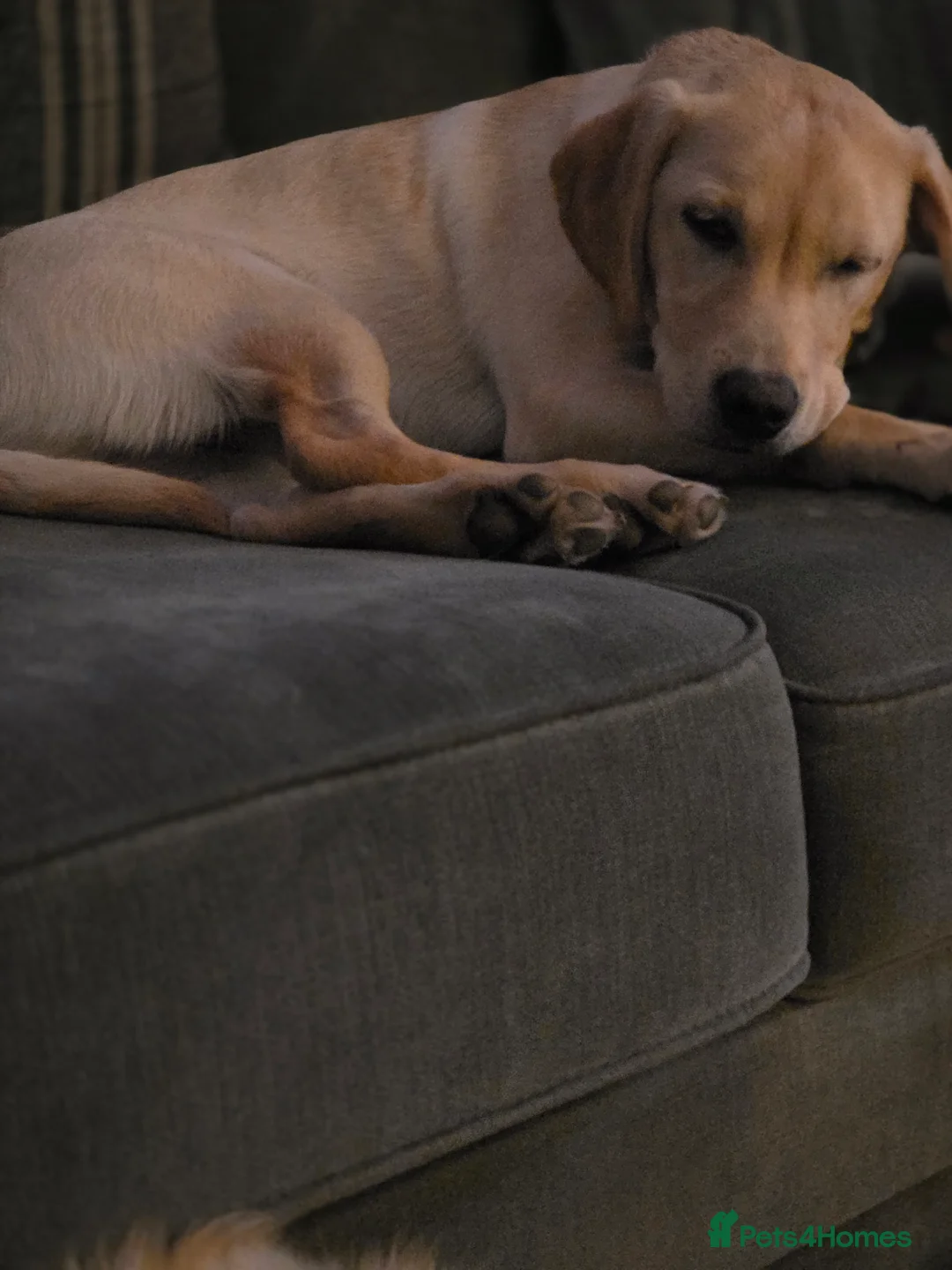 Labrador Retriever dogs for sale: Beautiful labrador  - Advert 4