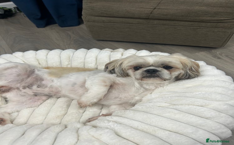Shih Tzu dogs - Advert 4