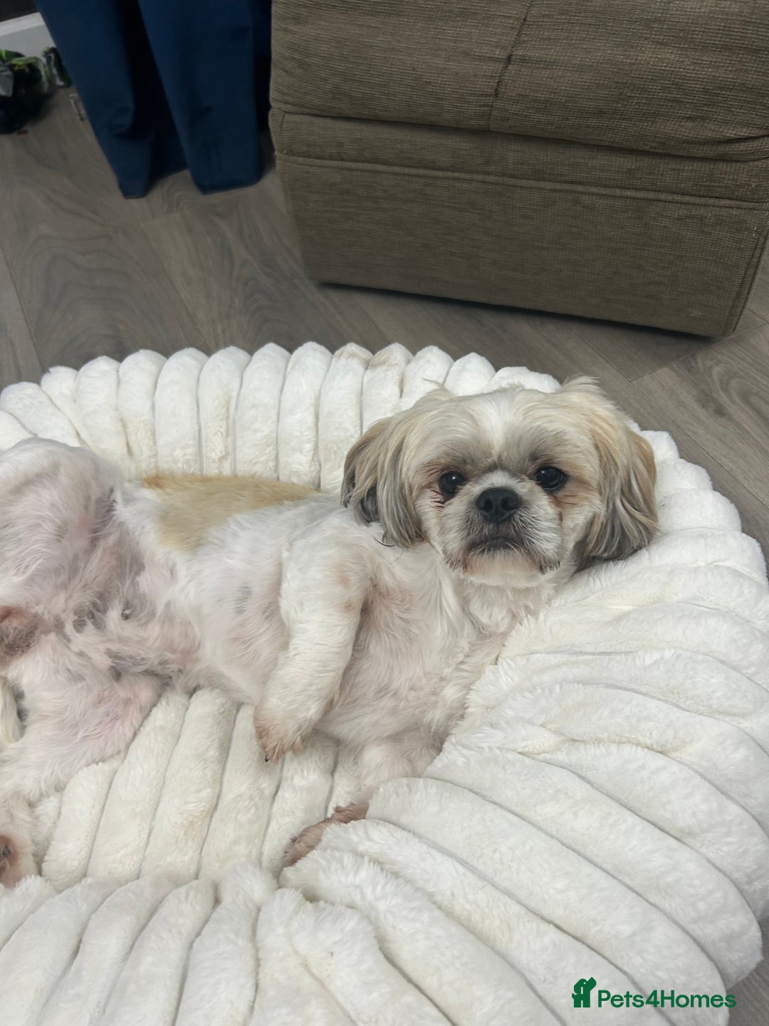 Shih Tzu dogs for sale: Shih tzu - Image 1
