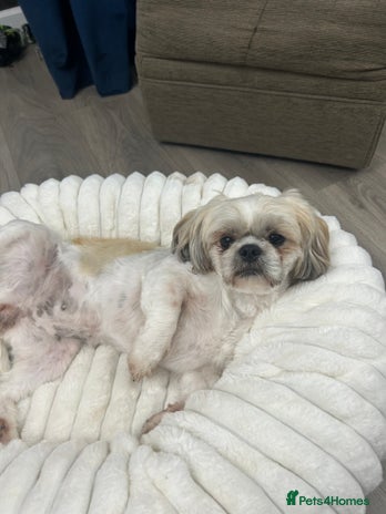 Shih Tzu dogs - Advert 2