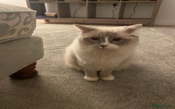 Ragdoll cats for sale: Female Ragdoll  - Image 5