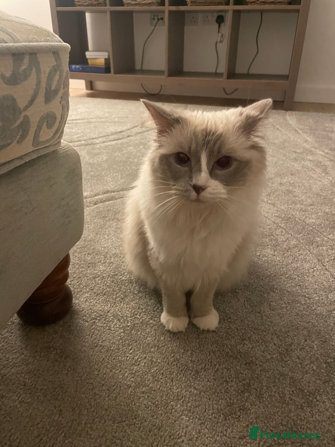 Ragdoll cats for sale: Female Ragdoll  - Image 5