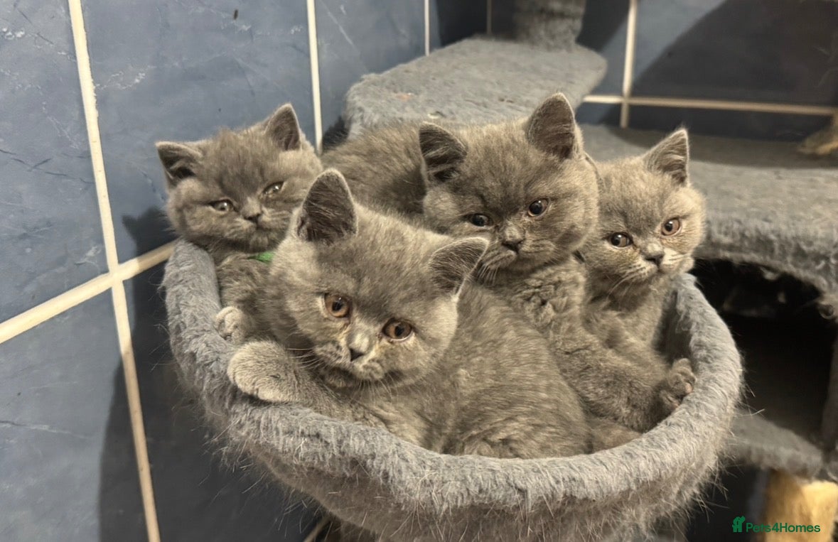 British Shorthair cats Stunning British Shorthair Kittens - Advert 1