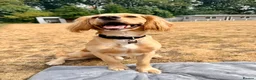 Cocker Spaniel dogs for stud: Golden Cocker Spaniel for Stud - Advert 9