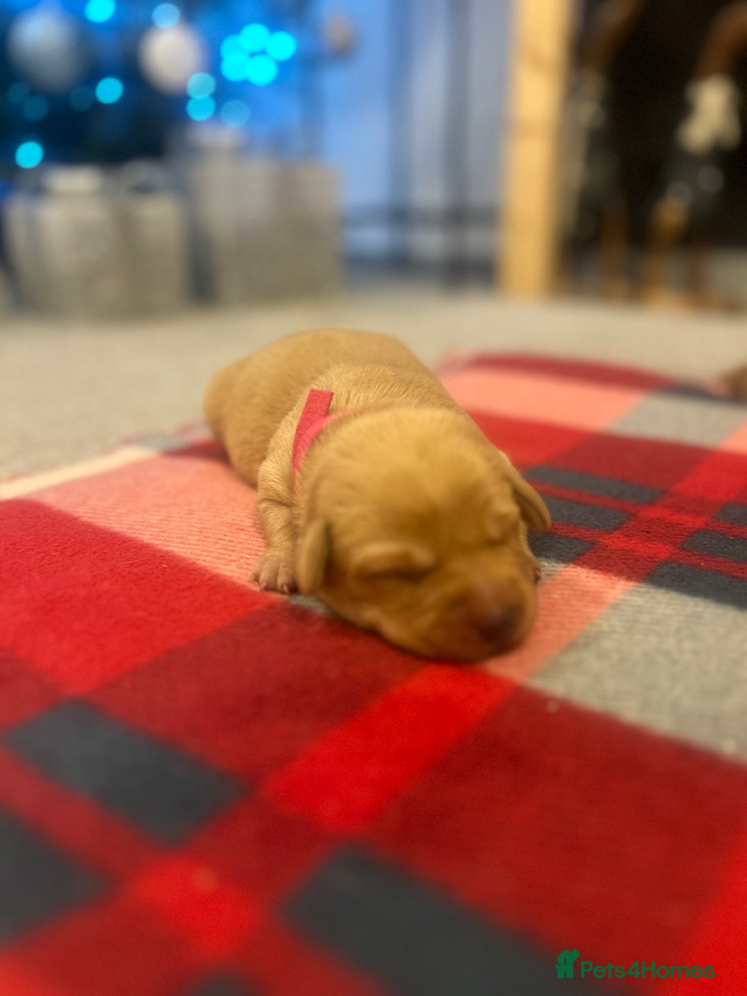 Labrador Retriever dogs for sale: Labrador puppies for sale  - Advert 11