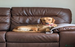 Goldador dogs for sale: Beautiful Goldador girl looking for forever home  - Advert 5