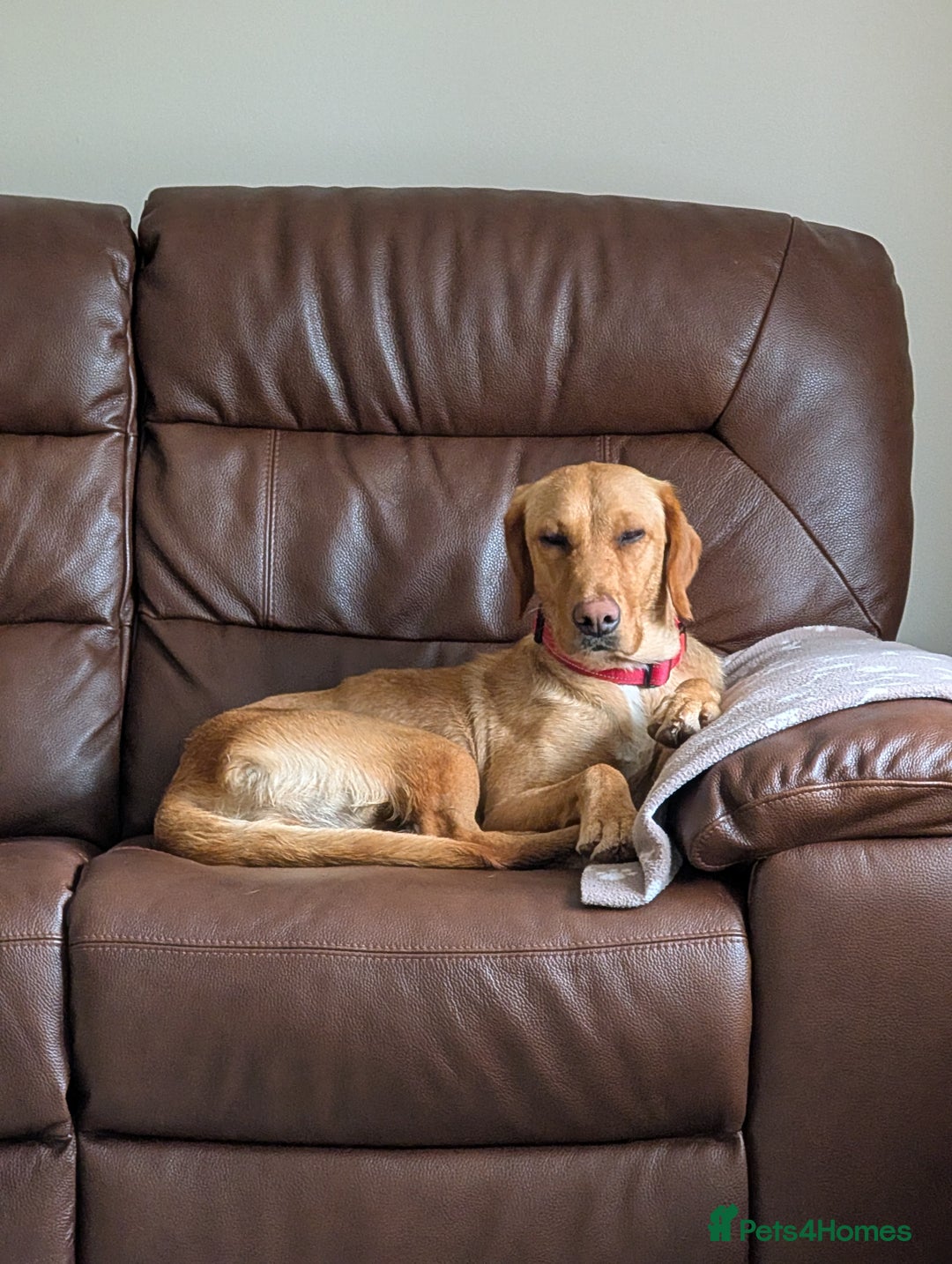 Goldador dogs for sale: Beautiful Goldador girl looking for forever home  - Advert 5