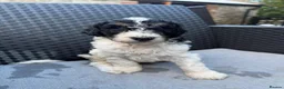 Labradoodle dogs for sale: Beautiful unique phantom/parti labradoodles - Advert 4
