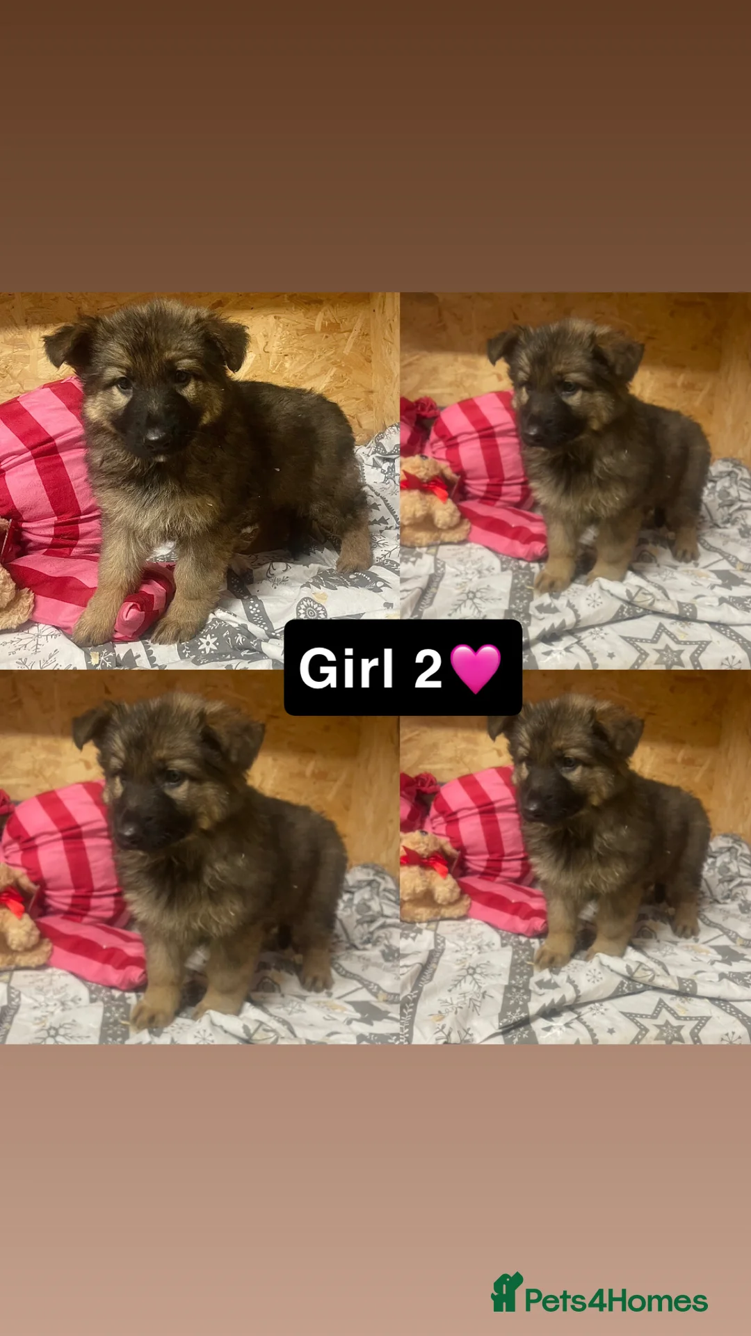 German Shepherd dogs for sale: Long hair German shepherd puppies  - Advert 7