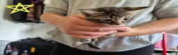 Mixed Breed cats for sale: 7 kittens looking for new loving homes - Advert 6