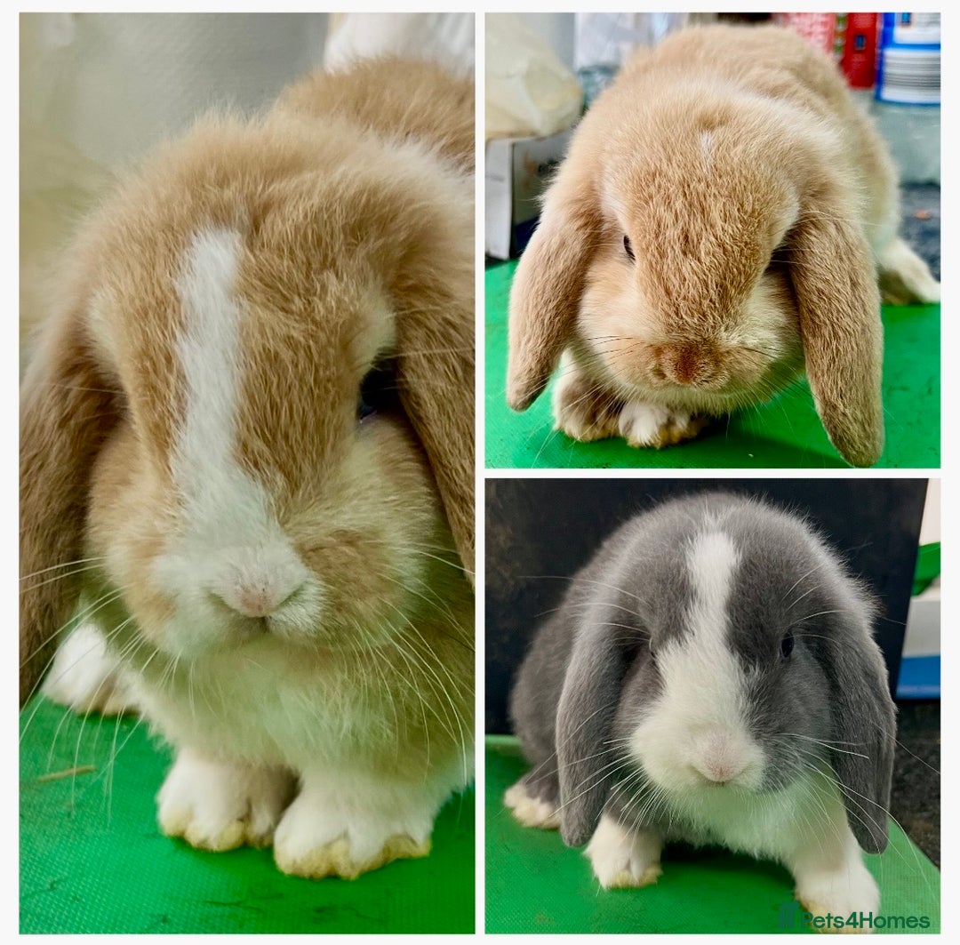 Mini Lop rabbits for sale: Mini Lops for sale READY NOW - Advert 3
