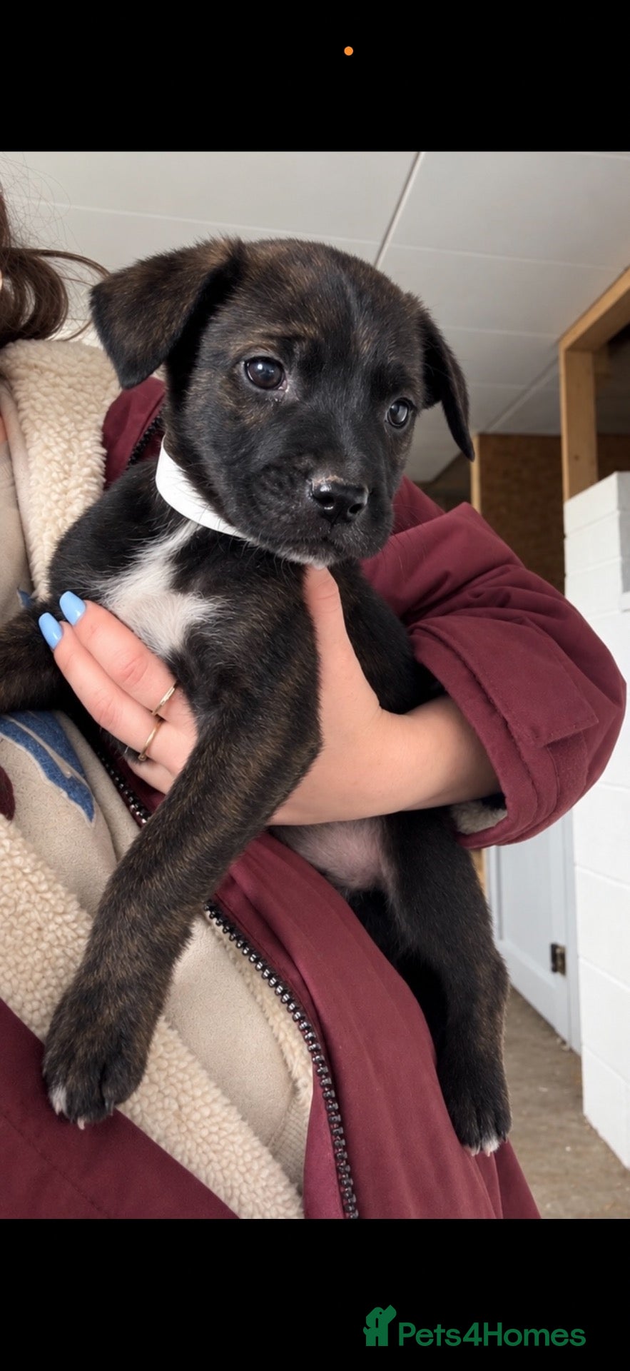 Mixed Breed dogs for sale: Only 2 boy left and ready to leave! - Advert 1