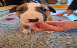 English Bull Terrier dogs for sale: 4 English bull terrier pups 2 male 2 female  - Image 12
