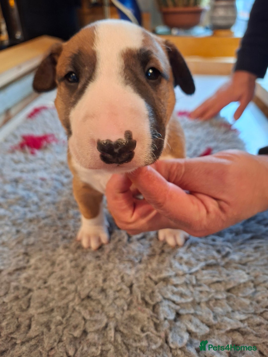 English Bull Terrier dogs for sale: 4 English bull terrier pups 2 male 2 female  - Image 12