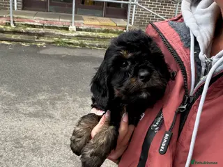 Cockapoo dogs Cockapoo puppies ready now - Advert 2