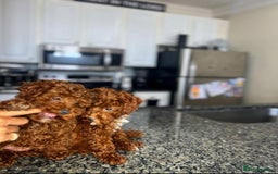 Toy Poodle dogs for sale: 🌸 Toy Poodle Puppies– Tiny Hearts Full of Love 🌸 - Image 12