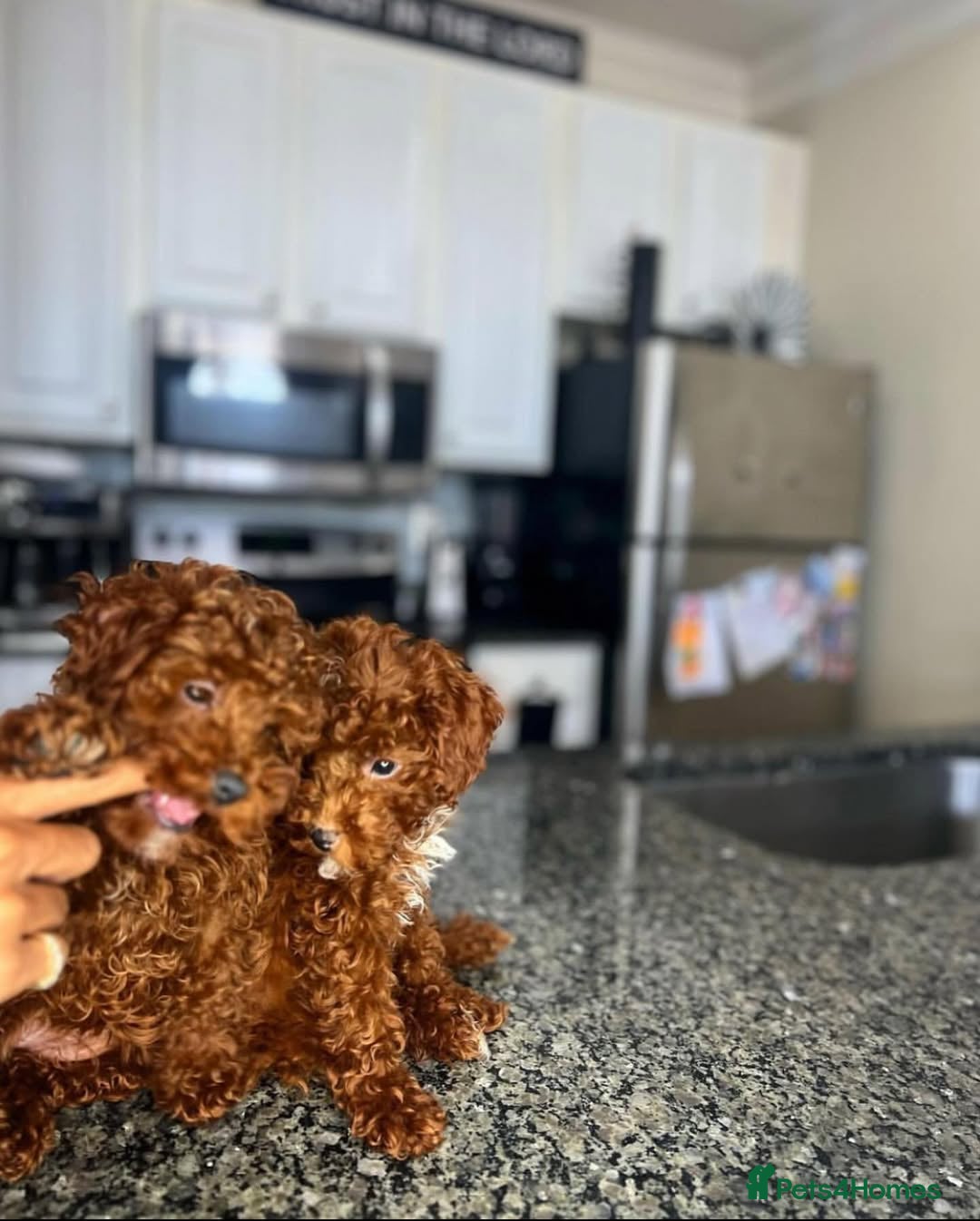 Toy Poodle dogs for sale: 🌸 Toy Poodle Puppies– Tiny Hearts Full of Love 🌸 - Image 12