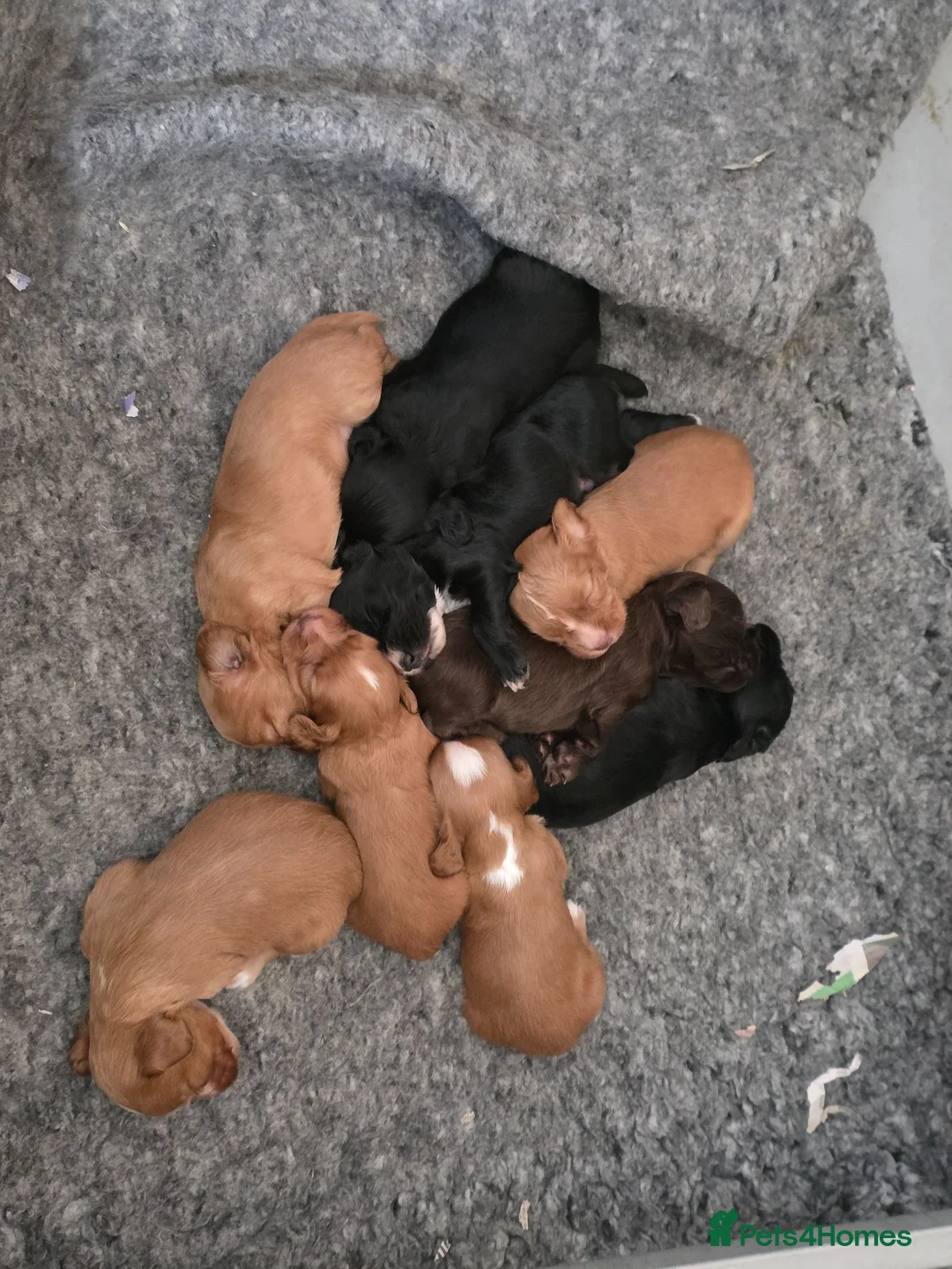 Cocker Spaniel dogs for sale: KC Cocker spaniel puppies - Advert 6