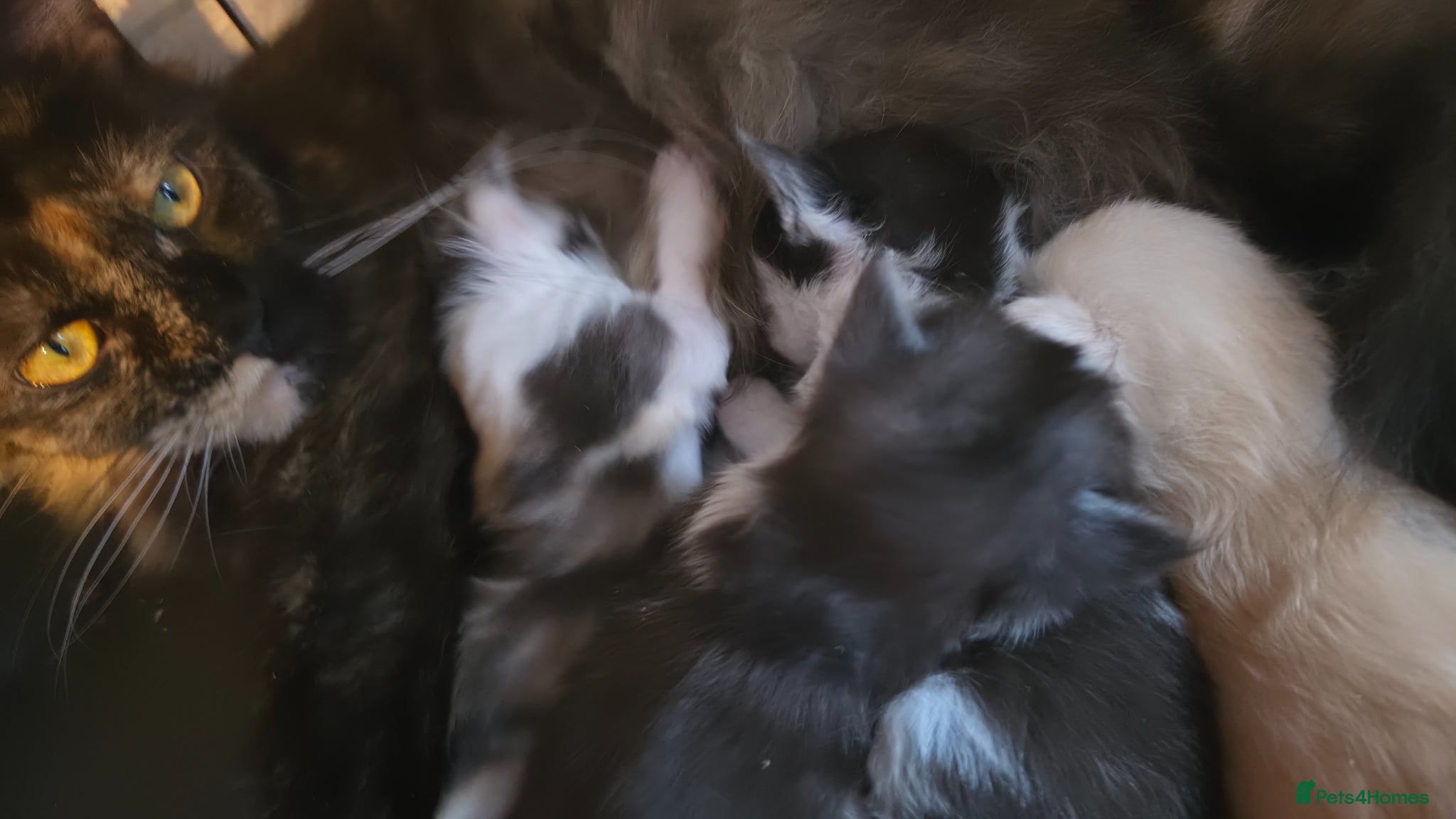 Maine Coon cats for sale: Stunning Mainecoons  - Advert 9