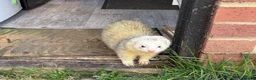 Ferret rodents for sale: 2 male ferrets looking for forever home  - Advert 7