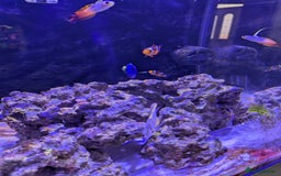 Butterfly Fish fish for sale: SOLD Marine fish  - Image 1